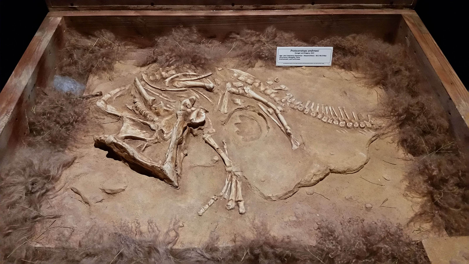 Where Dinosaurs Roamed - Fossils and Paleontology (U.S. National