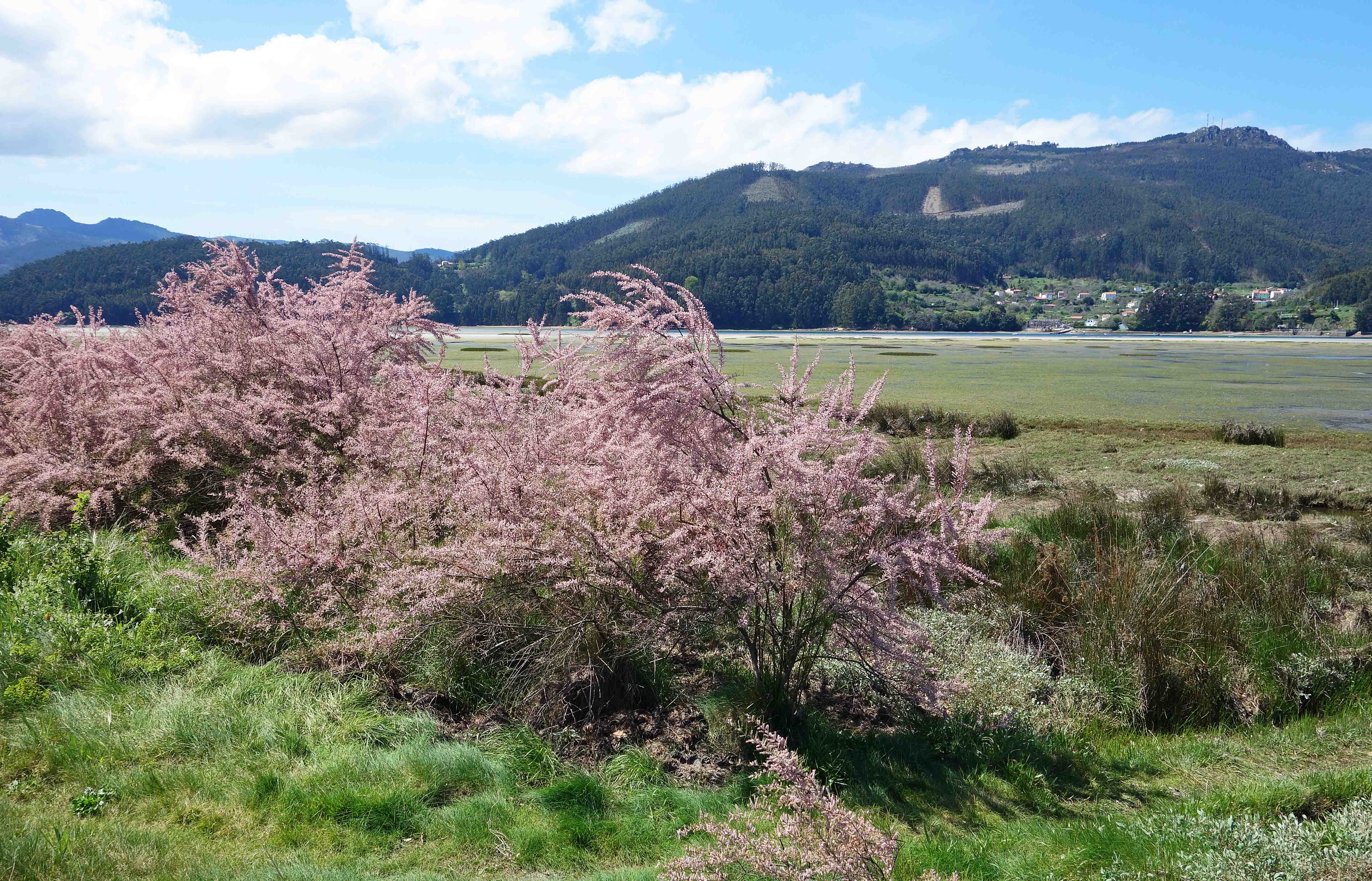 tamarisk tree