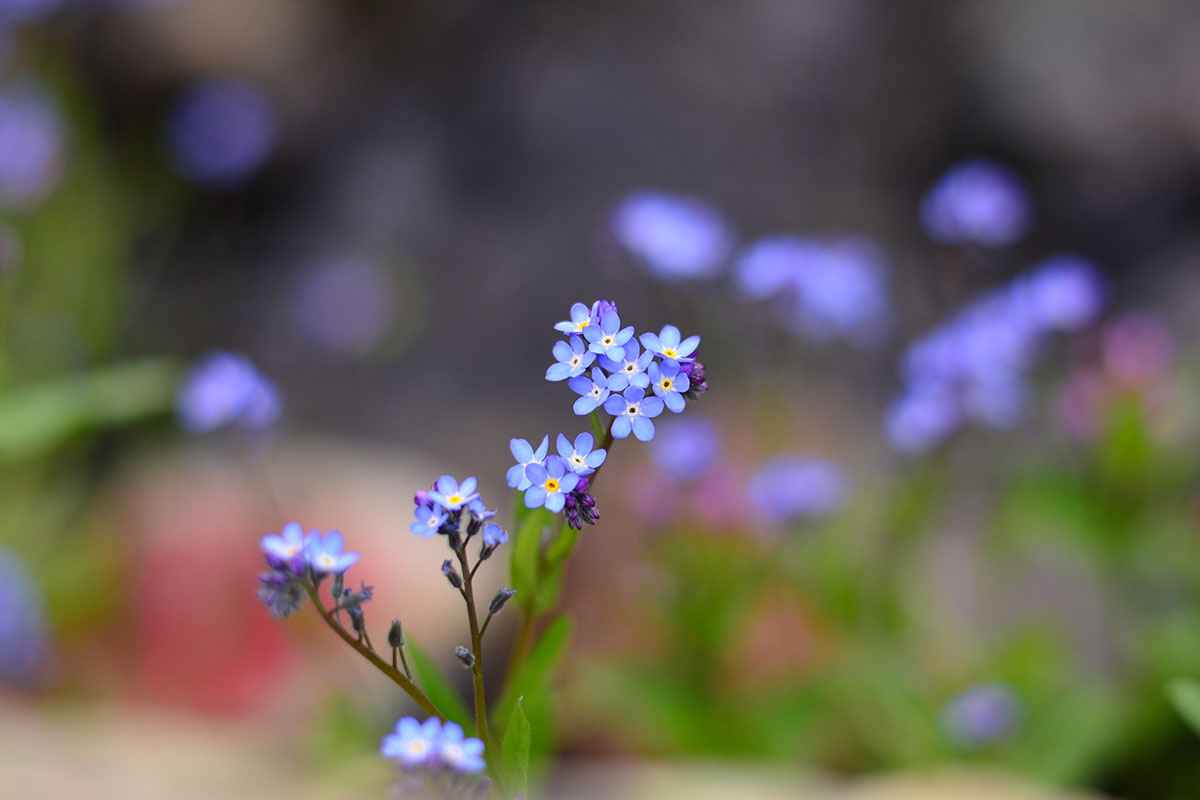 Wildflowers in Arches National Park