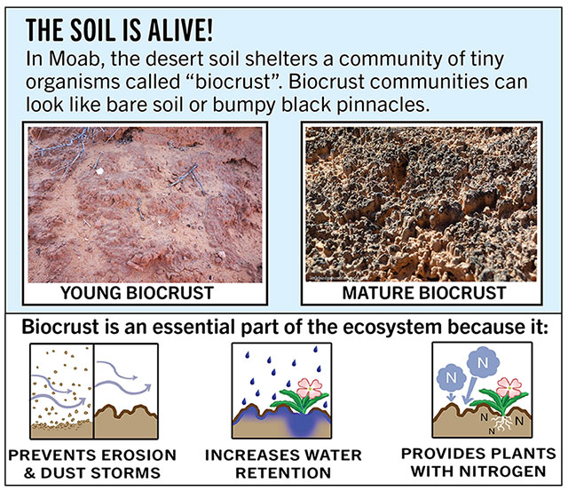 Biocrust