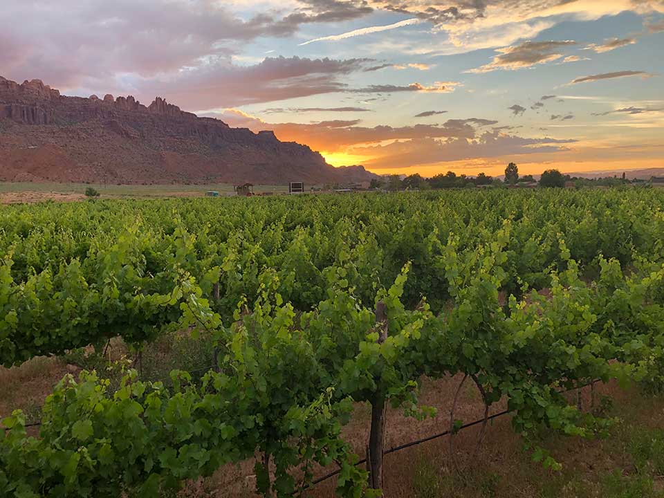 Spanish Valley Vineyards